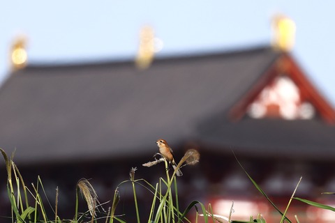 ①308A5667
