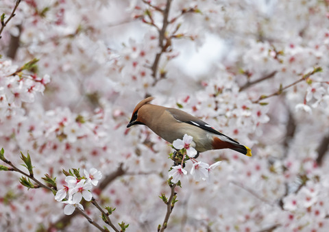 308A8484②