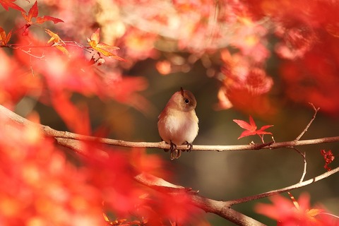 ➁308A7380.JPG