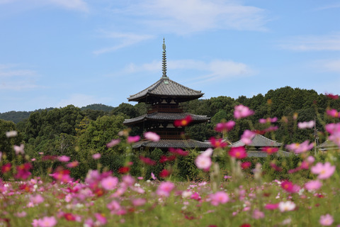 308A6527①