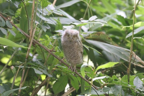 コノハズク雛