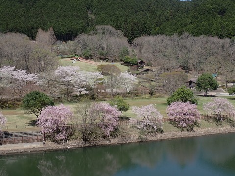 ③P4124017
