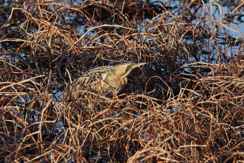 ➁308A9443.JPG