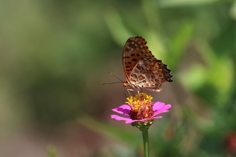 ①308A1110.JPG