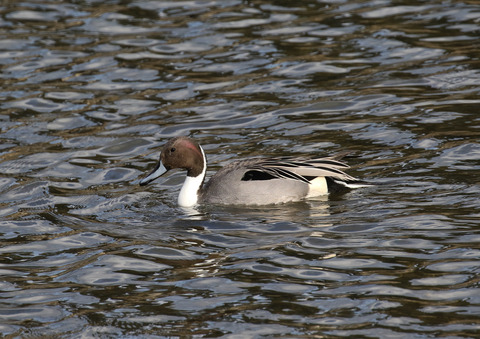F00A5370