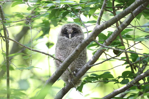 IMG_9568フクロウ