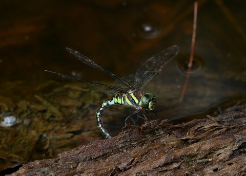 IMG_0950オオルリボシヤンマ♀