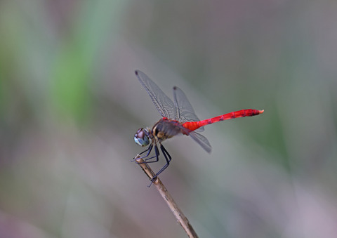 308A6748①