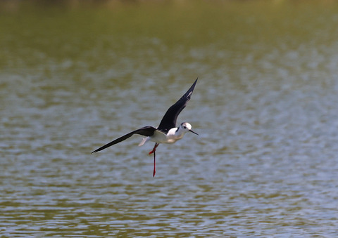 308A7795③