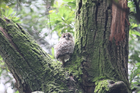 IMG_3923フクロウ