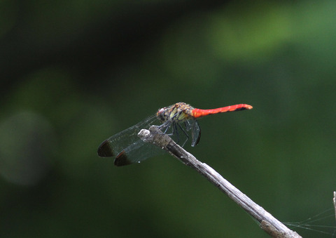 IMG_1519リスアカネ