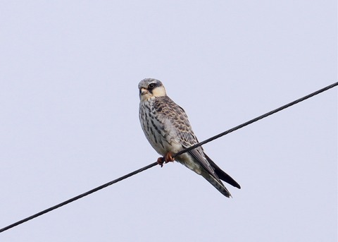 img_6837アカアシチョウゲン