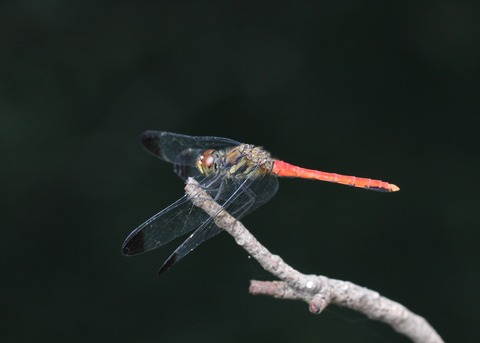 IMG_6333リスアカネ♂