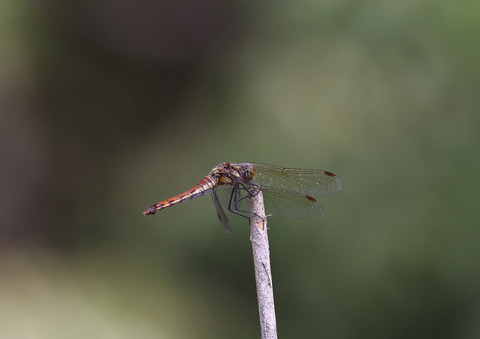 ナツアカネ308A5902a_edited-1