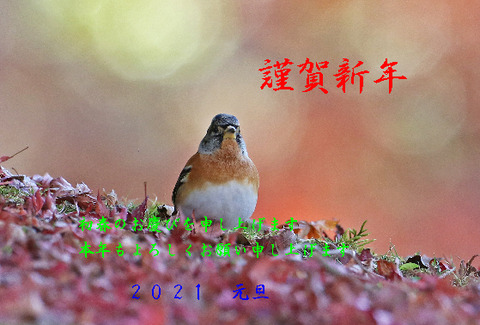 年賀2021アトリ