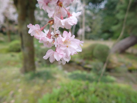 ⑭P4080713