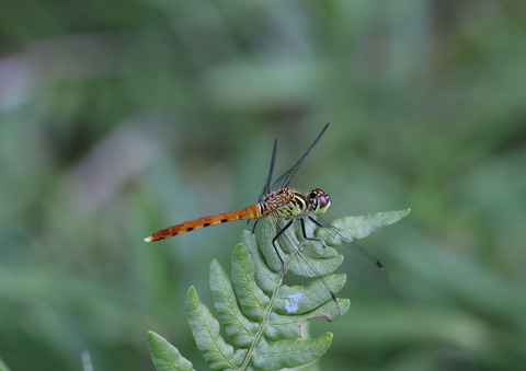 308A9001①