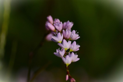 308A9954.JPGbb