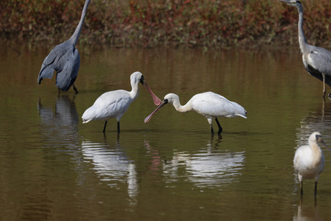 308A3509④