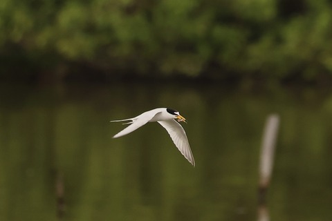 ⑤308A3118