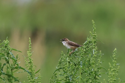 ③308A1232