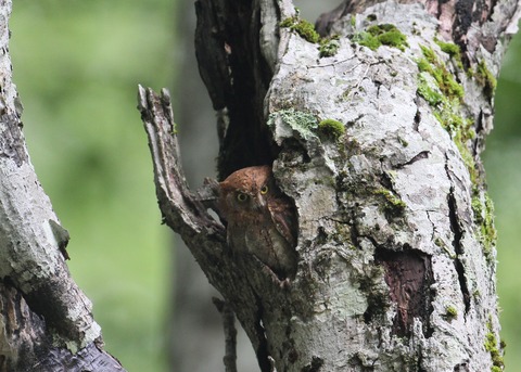 IMG_1586カキズク