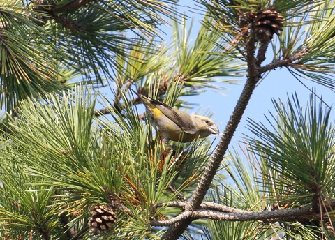 IMG_3341