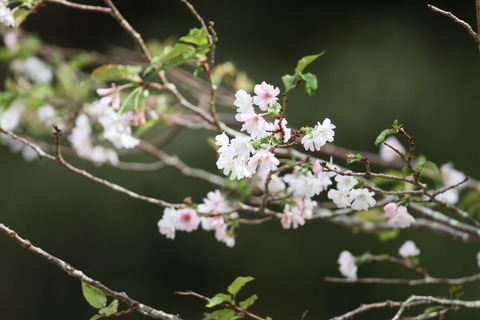 IMG_3175桜