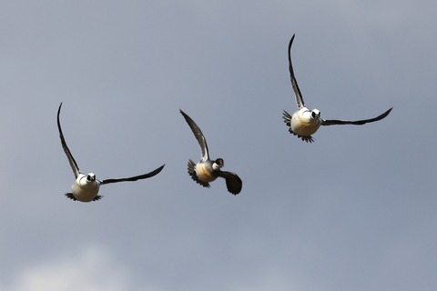 ➁308A1097