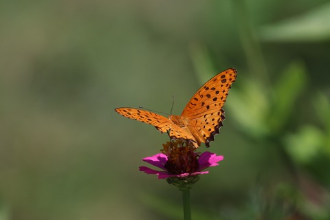 ➁308A1055.JPG