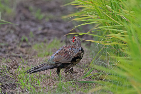 キジ たいかな日記