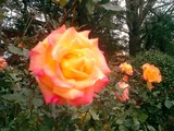 teien01