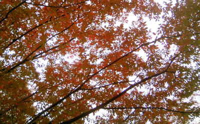 紅葉