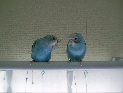 アオソラ