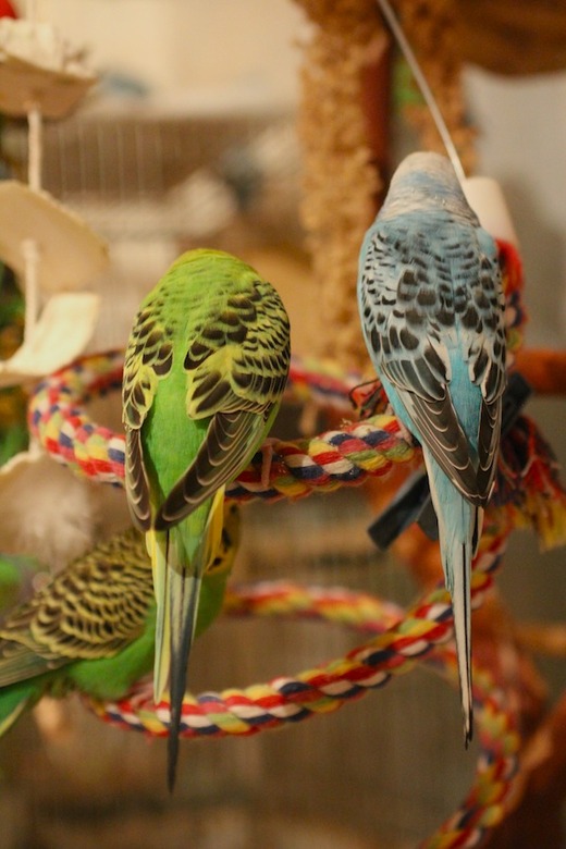 セキセイインコ