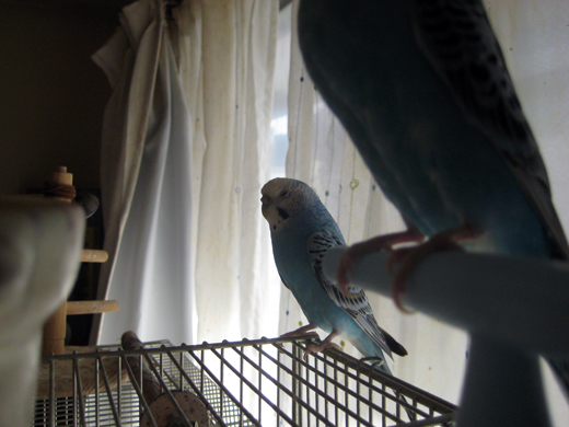 セキセイインコ