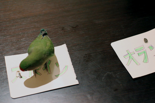 占いインコ