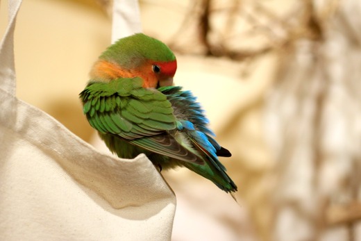 コザクラインコ