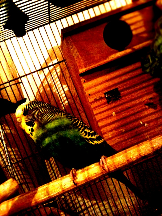 セキセイインコ