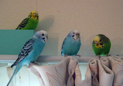 インコ