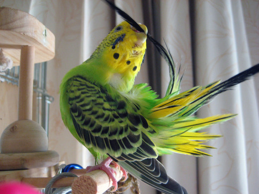 セキセイインコ