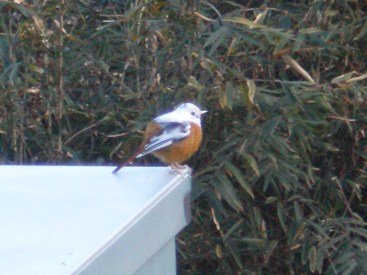 鳥 ２ 泰木窯 たいぼくがま のこと