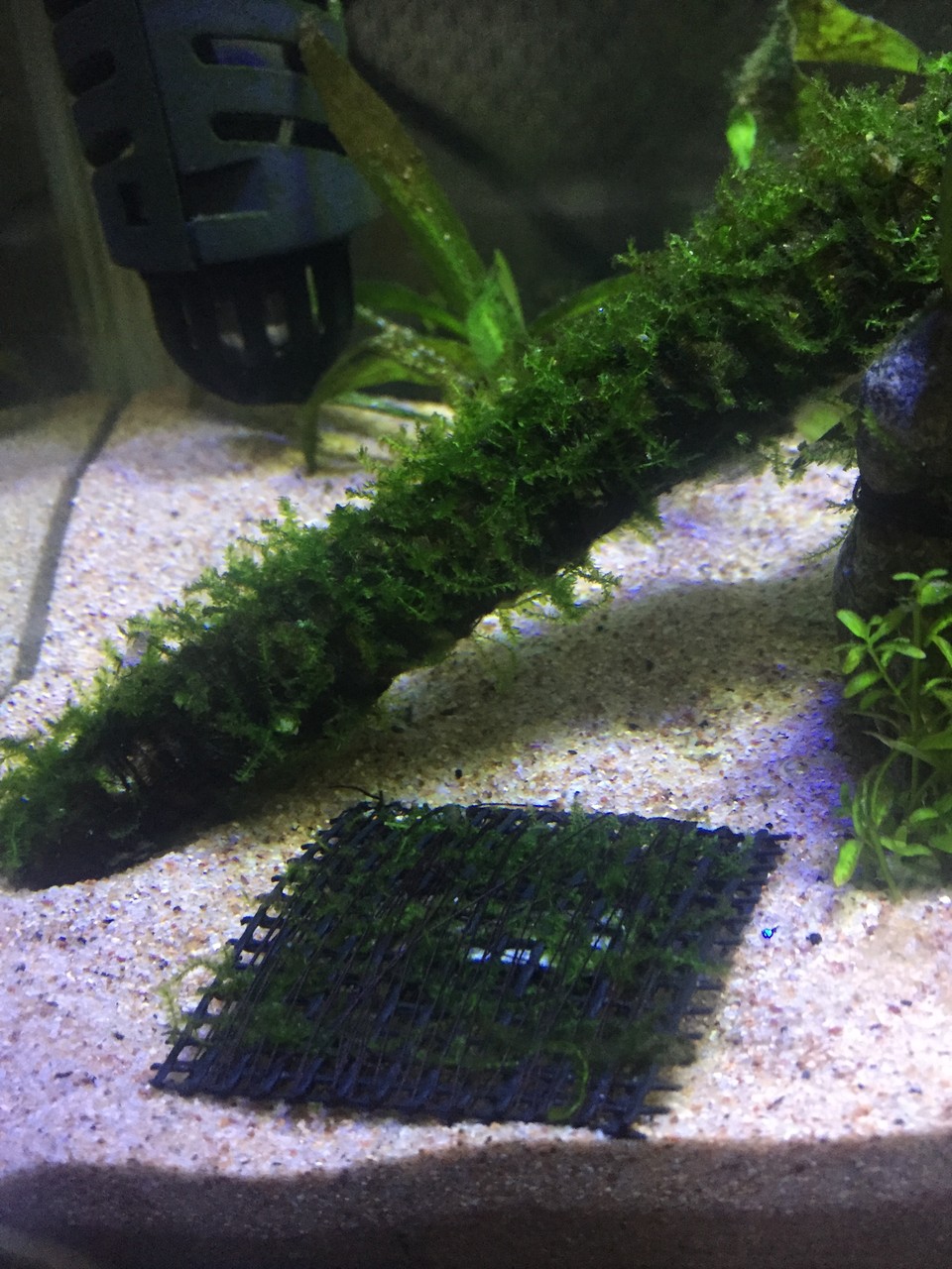17 08 01 ウィローモスの着生 失敗例 と巻き付けのコツ 私の水槽管理帳 17 08 01 ウィローモスの着生 失敗例 と巻き付けのコツ 私の水槽管理帳