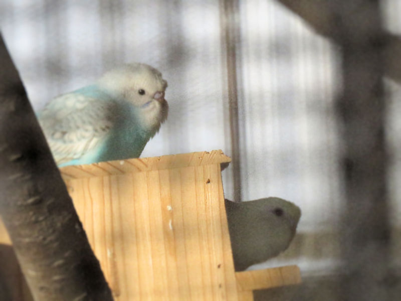セキセイインコのヒナは2羽か たぶん散歩納め 猫の欠伸研究室 アーカイブ セキセイインコのヒナは2羽か たぶん散歩納め 猫の欠伸研究室 アーカイブ
