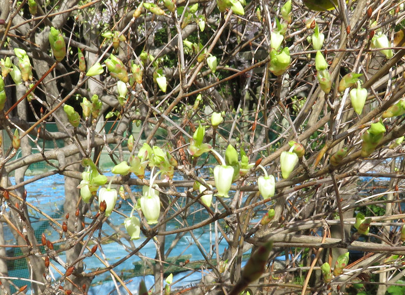 春日神社の金龍桜とドウダンツツジが咲き始めました ツツジの花芽も大きくなる 猫の欠伸研究室 アーカイブ 春日神社の金龍桜とドウダンツツジが咲き始めました ツツジの花芽も大きくなる 猫の欠伸研究室 アーカイブ