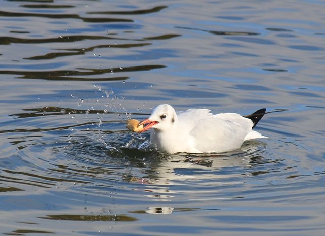 餌シリーズ ユリカモメ ムクドリ シジュウカラ 猫の欠伸研究室 アーカイブ