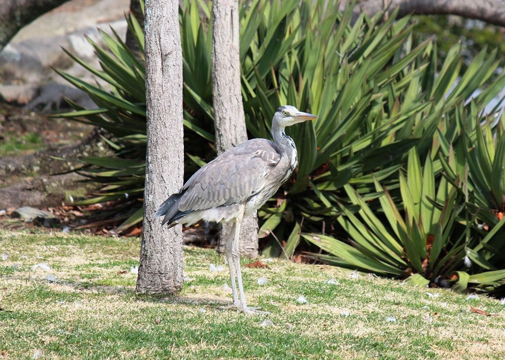 カメの悲劇 凶暴カラスに襲われるも 命拾いした模様 猫の欠伸研究室 アーカイブ