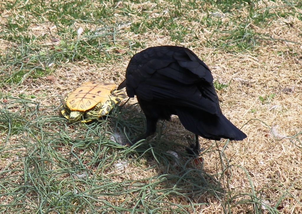 カメの悲劇 凶暴カラスに襲われるも 命拾いした模様 猫の欠伸研究室 アーカイブ