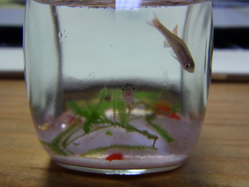 癒し系です 猫の欠伸研究室 アーカイブ