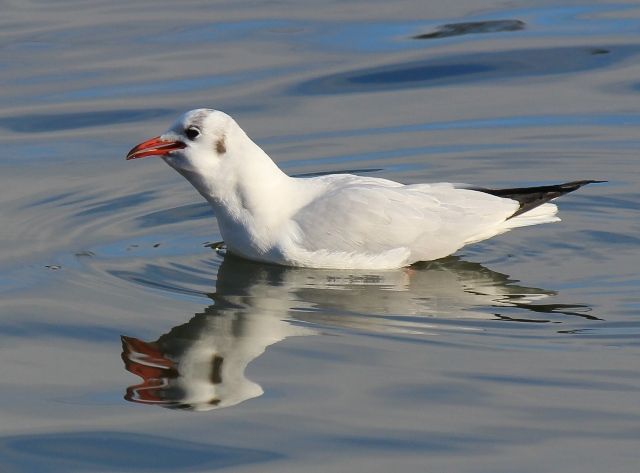 餌シリーズ ユリカモメ ムクドリ シジュウカラ 猫の欠伸研究室 アーカイブ